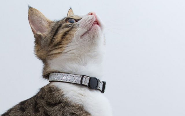 猫にGPSを付けて追跡してみたら予想外の結果が