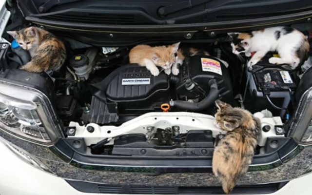 車持ちは必見！猫バンバンとは一体何なのか？