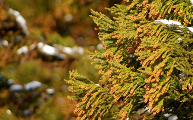 ついに壁に付着した花粉を分解する塗料が開発される