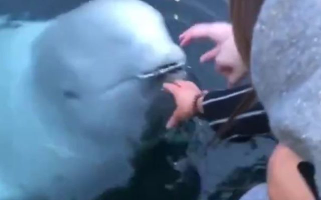海に落としたiPhoneをシロイルカが拾ってくれた!?