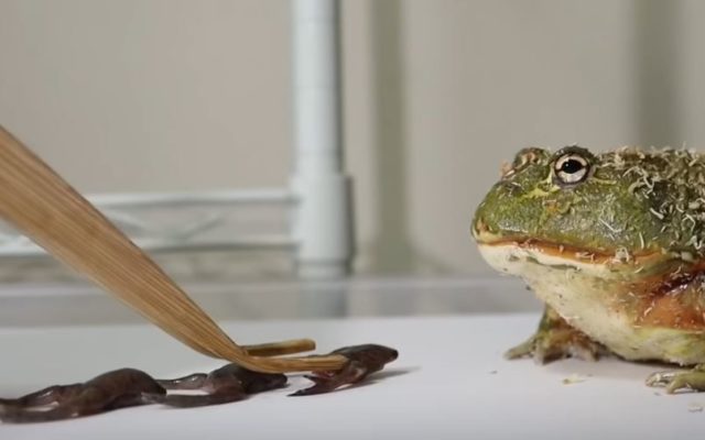 意外と人気がある、生き物への餌やり動画集