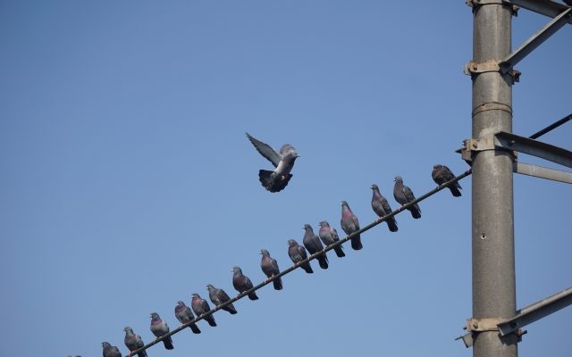 【驚きの事実】鳩はなぜみんな同じ方向を向いて横並びになるのか
