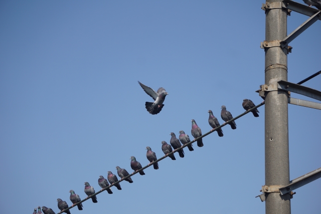 【驚きの事実】鳩はなぜみんな同じ方向を向いて横並びになるのか