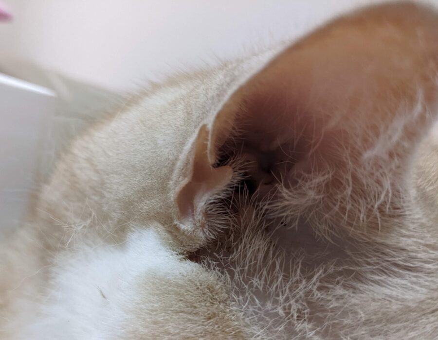 猫の耳の付け根にある謎のヒダ、実は超大事な機能を持っていた