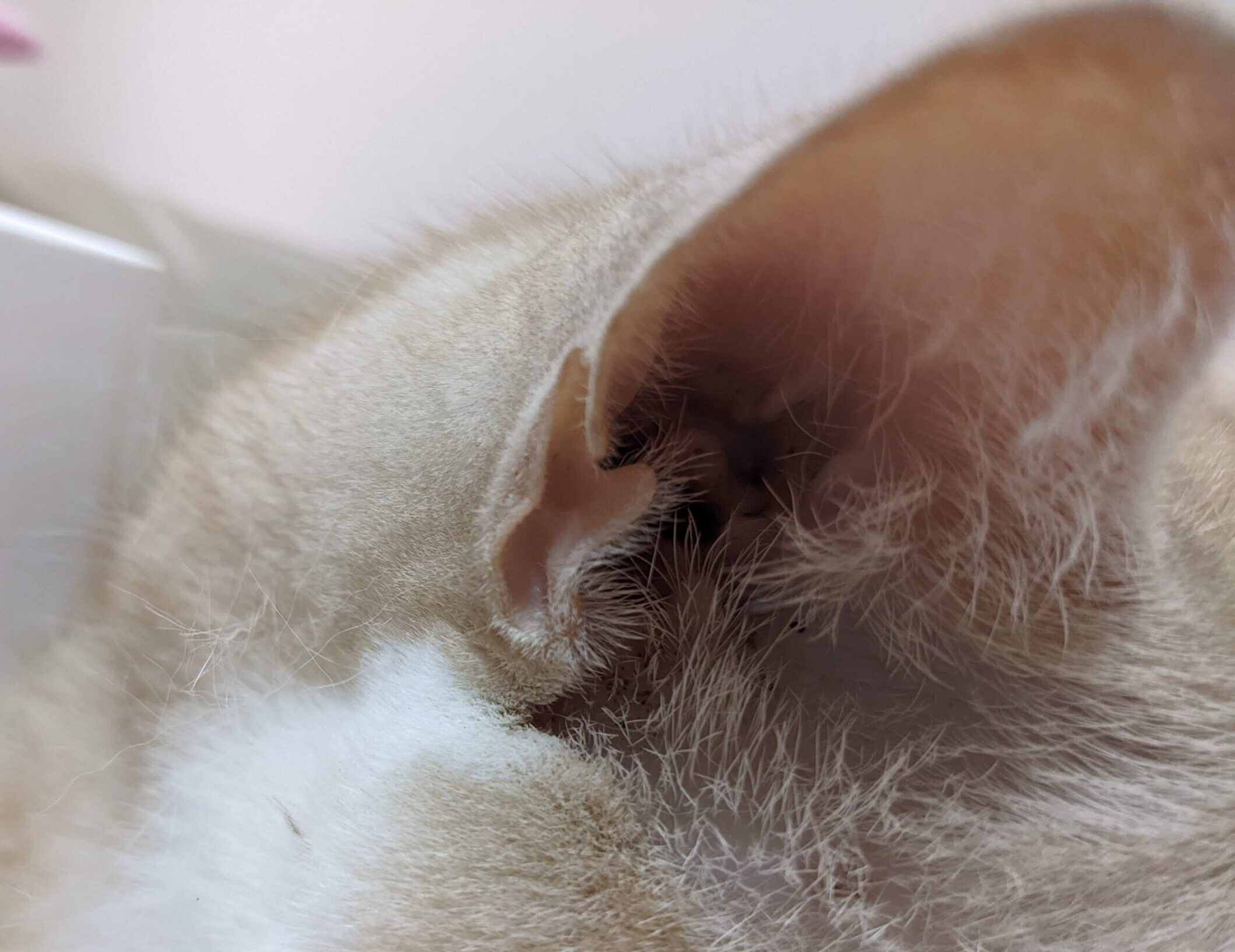 猫の耳の付け根にある謎のヒダ、実は超大事な機能を持っていた